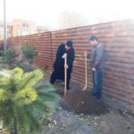 В Мелитополе высадили крымские сосны.